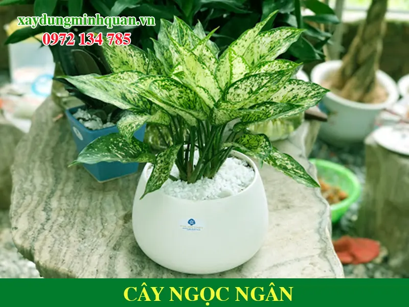 Cây Ngọc Ngân